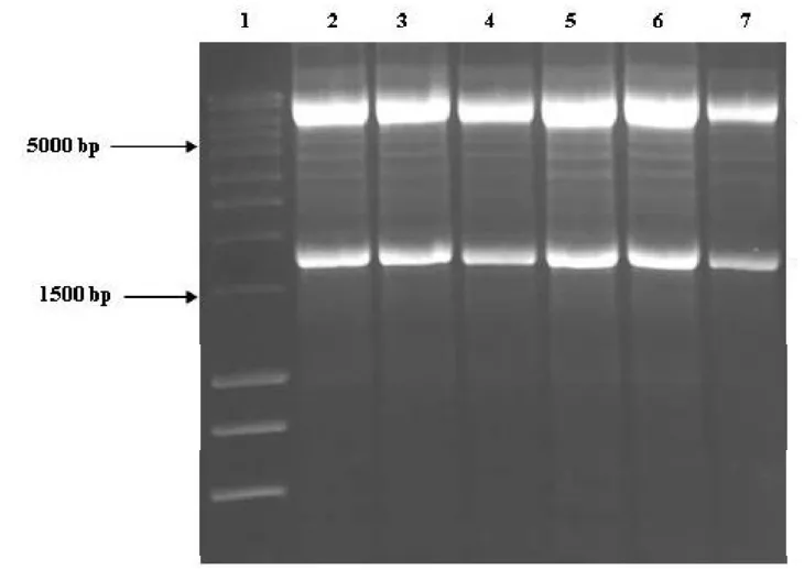 1637573645482427.jpg 2.jpg